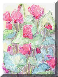 TER164Cyclamen.jpeg (53341 bytes)