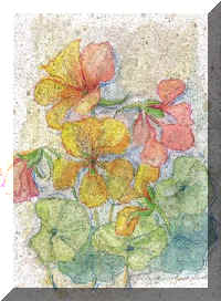 TER247Nasturtium'W.jpeg (55516 bytes)